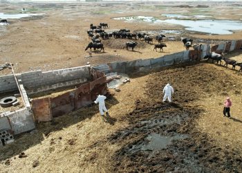 لە هەرێم رێگری دەكرێت لەبڵاوبونەوەی تای خوێنبەربون