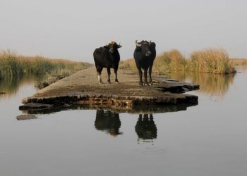 هۆشداری كارەساتێكی مرۆیی لە زۆنگاوەكان دەدرێت